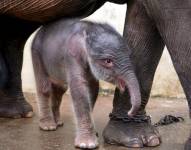 Un cachorro de elefante de Sumatra.