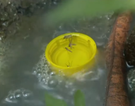 Imagen de mosquitos en agua estancada.
