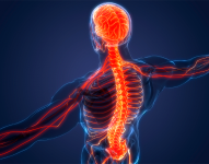 Un ciudadano holandés recuperó la movilidad de sus piernas luego de sufrir una lesión medular hace diez años.