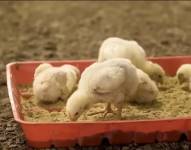 Imagen de stock dfe un pollito.