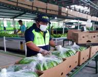 En 2021, Ecuador exportó 376 millones de cajas de banano valoradas en más de USD 3.381 millones