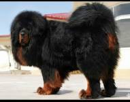 Así se ve el gigante Dogo del Tíbet, también llamado Mastin Tibetano