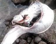 Imágenes de estos peces se han viralizado en redes sociales.