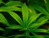 Una vista DE cannabis en el dispensario Harborside Oakland el 11 de agosto de 2025 en Oakland, California.