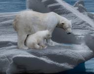 Osos polares sufren las consecuencias del cambio climático
