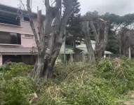 Imagen de árboles podados en Las Garzas, norte de Guayaquil.