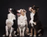 Perros viendo hacia arriba