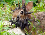 El conejo con el virus del tentáculo