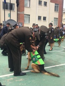Canes reciben honores tras años se servicio en la Policía