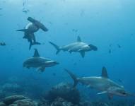 La hembra tiburón martillo aún no es localizada.