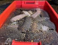 En 2021, la pesquería de pepino de mar generó unos 2,5 millones de dólares de ingresos económicos.