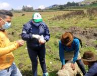 En Cotopaxi aparecieron 1.200 ovejas muertas; las autoridades buscan verificar si el ataque fue provocado por perros ferales.