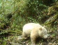 Las imágenes del curioso animal se viralizaron rápidamente en redes sociales.