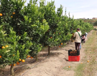 Ecuador se consolida como líder en exportaciones de productos orgánicos a la Unión Europea