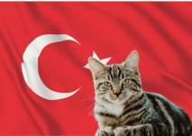 Hombre deberá pasar manutención a su exmujer por gatos