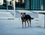Perro en la calle