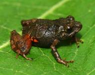 Fotografía cedida por el Instituto Nacional de Biodiversidad donde se observa a la rana Pristimantis kayi.