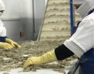 El camarón ecuatoriano es uno de los más apetecidos a escala mundial.