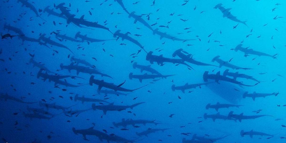 Cites pide a Ecuador suspender el comercio de tiburones por falta de normativas