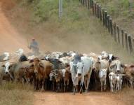 Brasil, mayor productor y exportador mundial de carnes, pretende impulsar prácticas sostenibles en ganadería a partir de los datos obtenidos con una herramienta recién lanzada. EFE/ Marcelo Sayão ARCHIVO