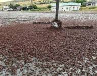 Millones de grillos mormones invadieron la localidad de Elko, Estados Unidos.