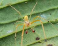 Imagen de la nueva especie de araña amarilla descubierta en Ecuador.