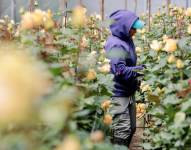 Trabajadores cosechan rosas en una plantación de una empresa ubicada en Cayambe.