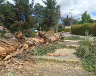 Caída de árbol en la avenida Oswaldo Guayasamín, en Tumbaco.