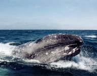 Un ejemplar de ballena gris.