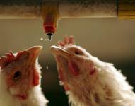 Fotografía de archivo de un par de pollos al beber agua en una granja avícola.
