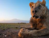 Loonkiito, quien tenía 19, tuvo una vida más larga que la mayoría de los leones en libertad.