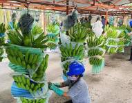 La Exportadora Bananera Noboa ya no es una de las empresas que más le debe al SRI