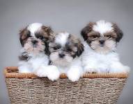 Los perros ahora son parte de la familia