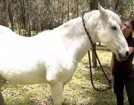 La imagen de Chester, el caballo que fue víctima de un ataque.