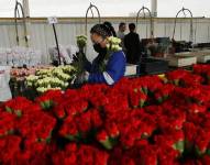 ACOMPAÑA CRÓNICA: SAN VALENTÍN COLOMBIA. BOG200. SESQUILÉ. (COLOMBIA), 11/02/2023.- Una mujer empaca ramos de claveles, el viernes 10 de febrero de 2023, en Flores La Aldea, un cultivo ubicado en Sesquilé, municipio próximo a Bogotá (Colombia). Para el sector floricultor de Colombia, el día de San Valentín constituye una de las temporadas estrella a la hora de exportar, a más de 100 países, millones de flores cosechadas en invernaderos donde ya no solo las enmallan y desbotonan manos colombianas sino también venezolanas. EFE/ Mauricio Dueñas Castañeda