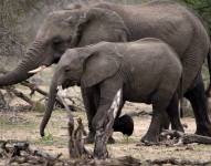 Zimbabue es el hogar de más de 80.000 elefantes africanos de sabana, la segunda población más grande de estos animales en el continente.