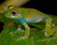 Imagen de una Boophis luciae, macho, Ambatovory, Madagascar.