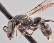 CHILE.- Un experto encontró seis especímenes de abejas a las que bautizó como Charizard. Foto: Ministerio del Ambiente de Chile