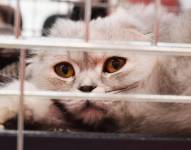 Foto referencial de un gato en jaula