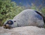 Fotografía de archivo que muestra un lobo marino en la orilla de la playa Punta Carola, de la isla San Cristóbal.