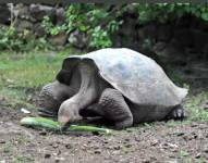 Actualmente, el equipo de investigadores recupera nuevas muestras de ADN para aclarar el estado de las tortugas. Foto: Parque Galápagos.