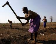 Unos aldeanos trabajan en un campo de cosecha en el distrito de Nsanje al sur de Blantyre en Malawi.