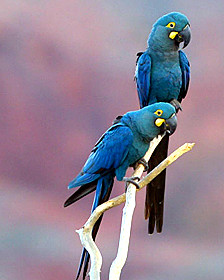 Los riesgos de la cirugía bariátrica