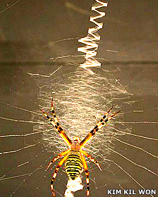 Los riesgos de la cirugía bariátrica