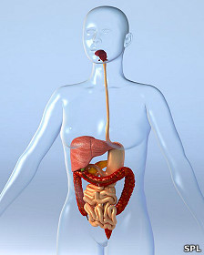 El estómago tiene su propio cerebro