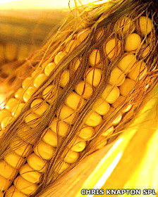 Los cinco sentidos de las plantas