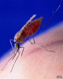 Las lecciones sexuales de la mosca de la fruta