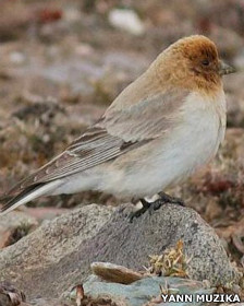 El vino en el embarazo perjudica el coeficiente intelectual del bebé