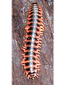 Los riesgos de la cirugía bariátrica