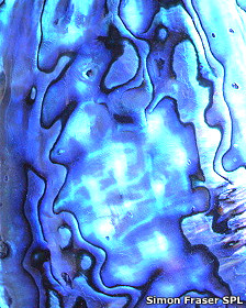 Copian la receta de la naturaleza para crear nácar